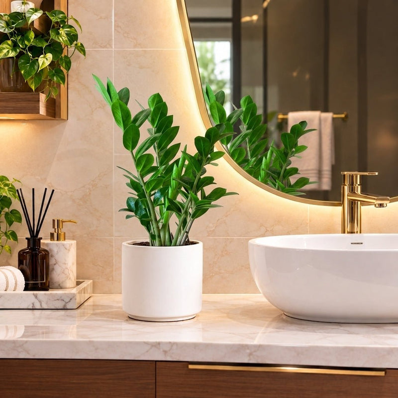 Zamioculcas Zamiifolia - Zanzibar Gem or ZZ Plant | UAE's Excellent Houseplant! - Greensouq -