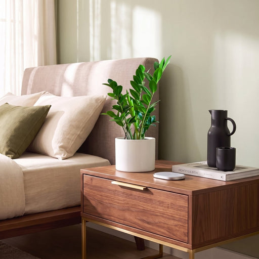 Zamioculcas Zamiifolia, Zanzibar Gem or ZZ Plant | UAE's Excellent Houseplant! - Greensouq -