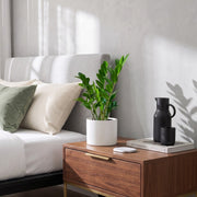 Zamioculcas Zamiifolia, Zanzibar Gem or ZZ Plant | UAE's Excellent Houseplant! - Greensouq -