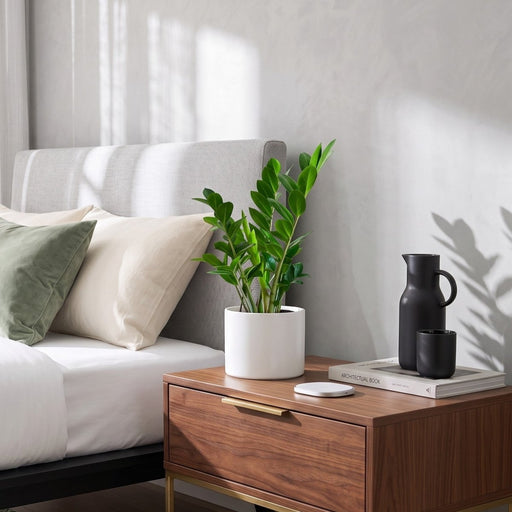 Zamioculcas Zamiifolia, Zanzibar Gem or ZZ Plant | UAE's Excellent Houseplant! - Greensouq -