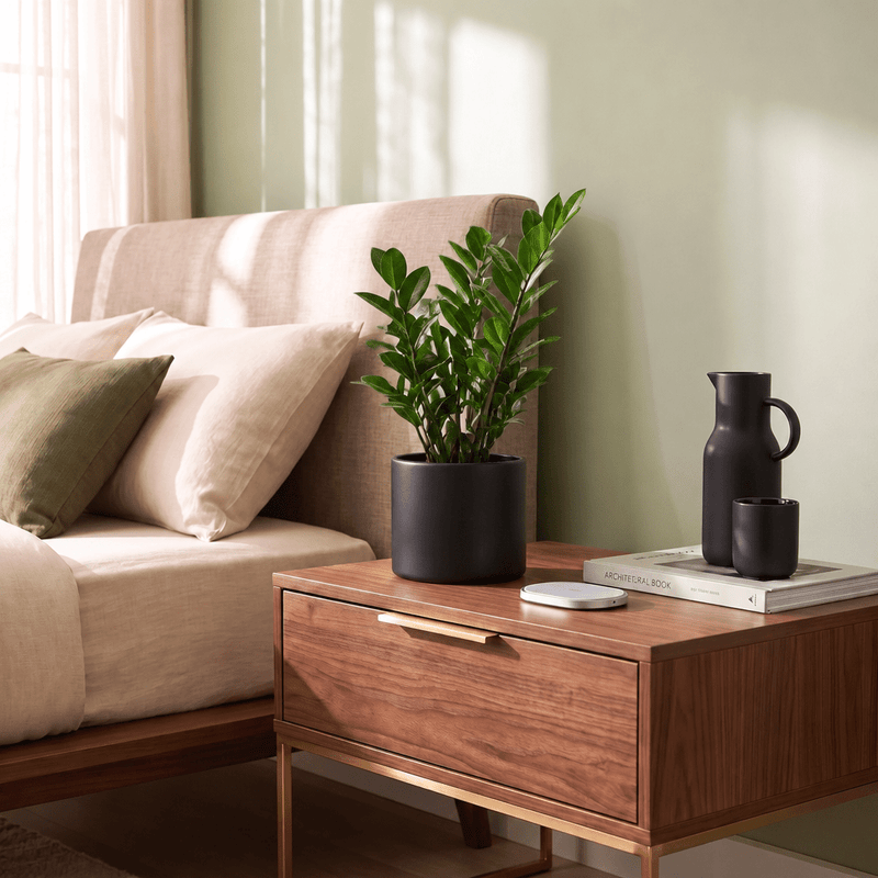 Zamioculcas Zamiifolia, Zanzibar Gem or ZZ Plant | UAE's Excellent Houseplant! - Greensouq -