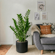 Zamioculcas Zamiifolia - ZZ Plant | UAE's Excellent Houseplant! - Greensouq - 
