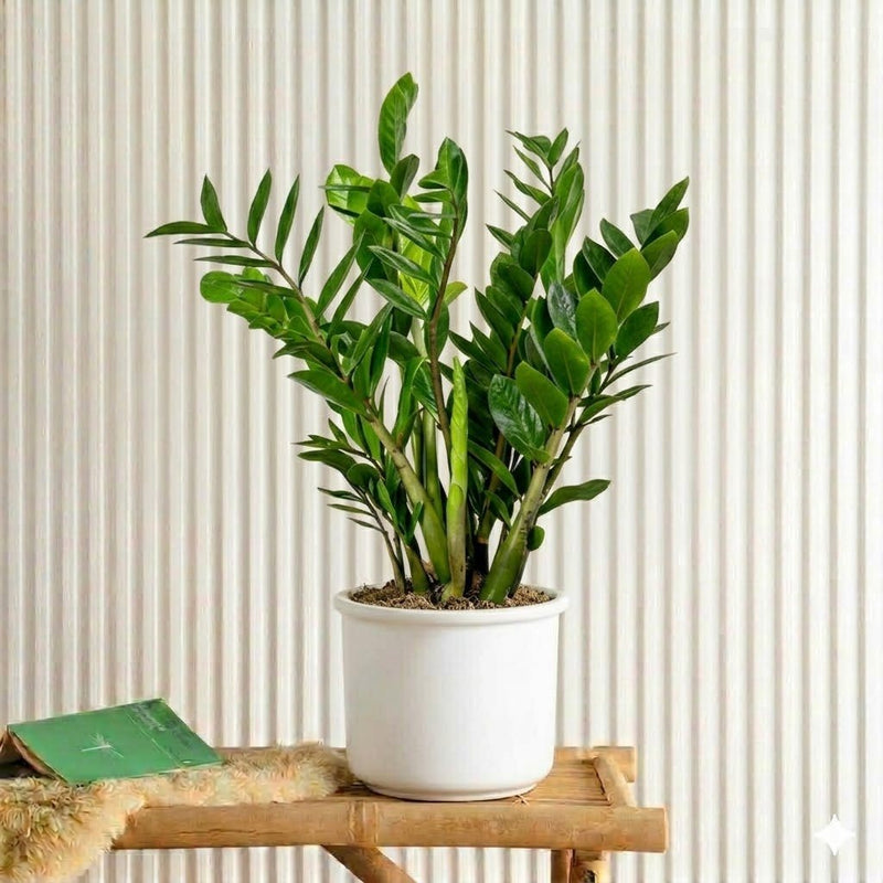 Zamioculcas Zamiifolia - ZZ Plant | UAE's Excellent Houseplant! - Greensouq - 