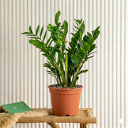 Zamioculcas Zamiifolia - ZZ Plant | UAE's Excellent Houseplant! - Greensouq - 