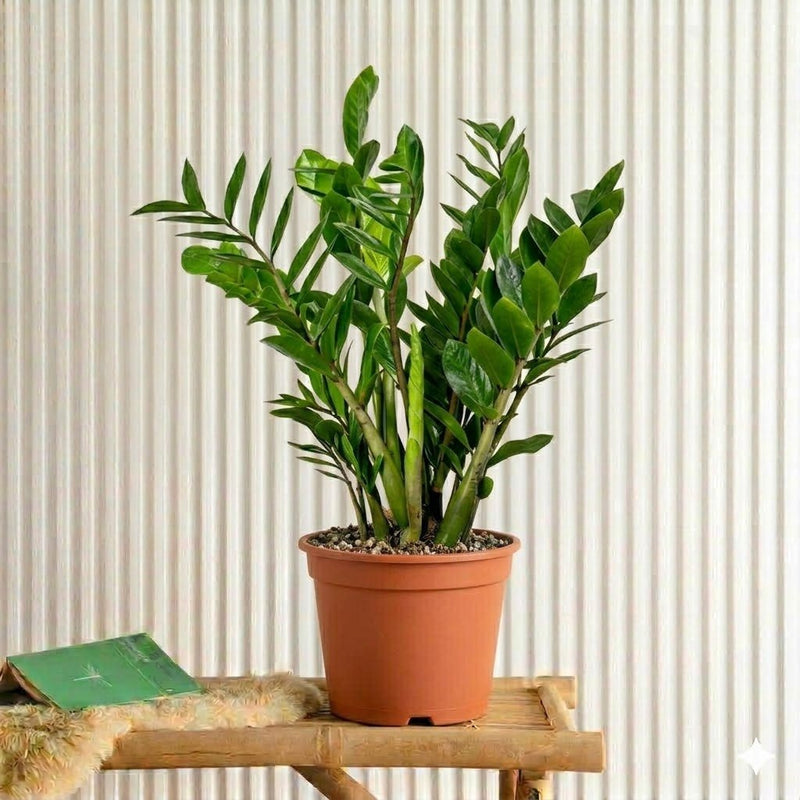 Zamioculcas Zamiifolia - ZZ Plant | UAE's Excellent Houseplant! - Greensouq - 