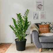 Zamioculcas Zamiifolia - ZZ Plant | UAE's Excellent Houseplant! - Greensouq - 
