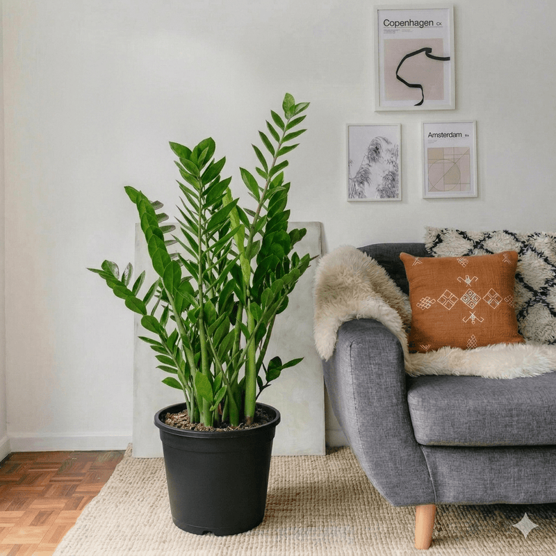 Zamioculcas Zamiifolia - ZZ Plant | UAE's Excellent Houseplant! - Greensouq - 