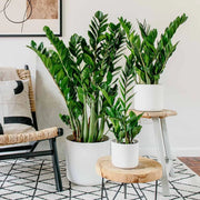 Zamioculcas Zamiifolia - ZZ Plant | UAE's Excellent Houseplant! - Greensouq - 