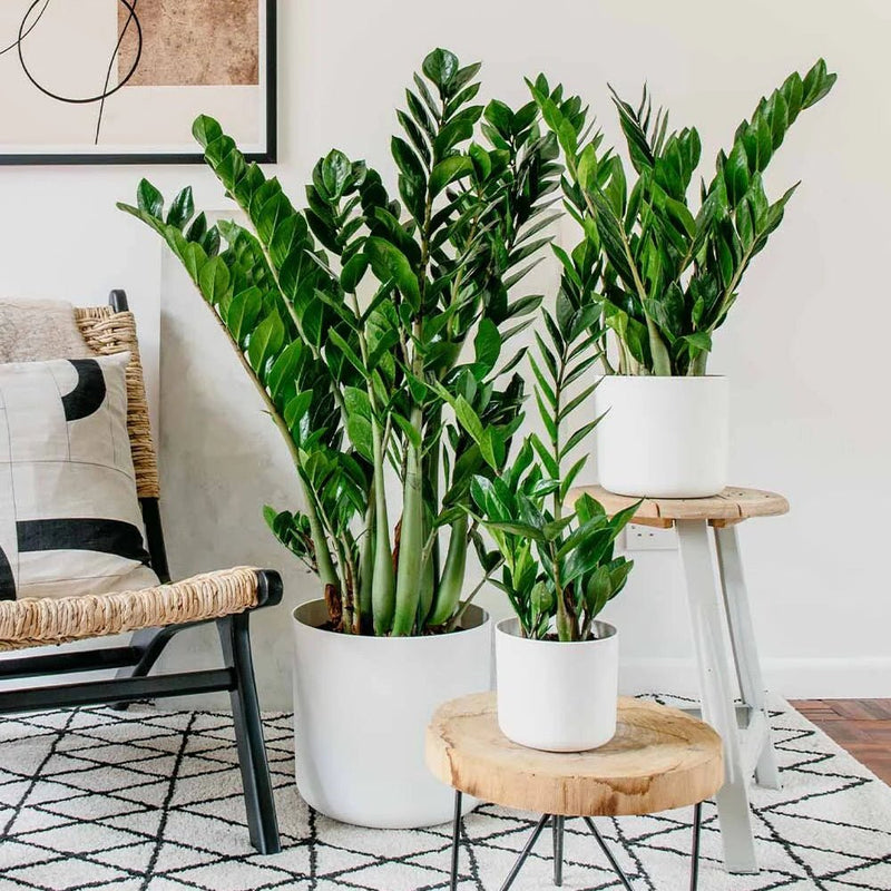 Zamioculcas Zamiifolia - ZZ Plant | UAE's Excellent Houseplant! - Greensouq - 