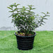 Zanthoxylum Odorum 30 - 50cm - Greensouq - 