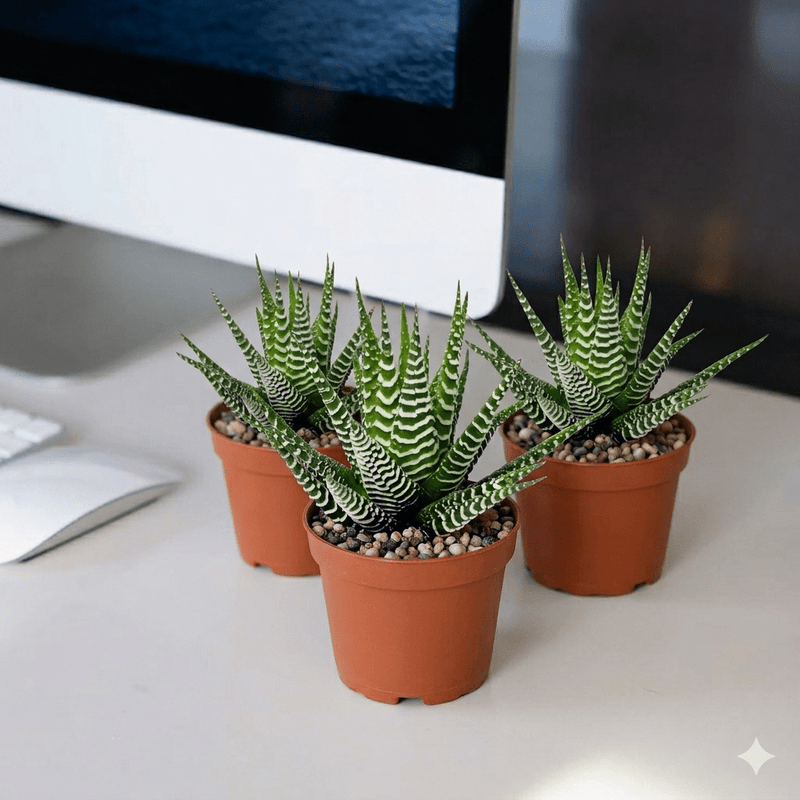 Zebra Cactus - Haworthia Fasciata