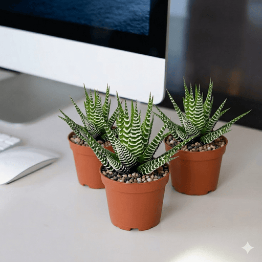 Zebra Cactus - Haworthia Fasciata (10 - 15cm) | Dubai's Best Potted Plant! - Greensouq - 