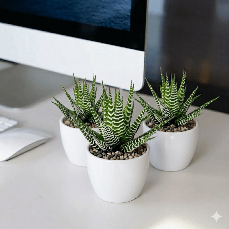 best pot for zebra plant Zebra Cactus - Haworthia Fasciata