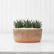 Zebra Haworthia Succulent in Modern Grooved Ceramic Planter | Haworthiopsis Attenuata Houseplant - Greensouq - 