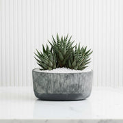 Zebra Haworthia Succulent in Modern Grooved Ceramic Planter | Haworthiopsis Attenuata Houseplant - Greensouq - 