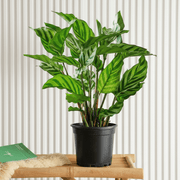Zebra Plant (20 - 25cm) | Dubai's Lush Greens! - Greensouq - 
