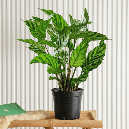 Zebra Plant (20 - 25cm) | Dubai's Lush Greens! - Greensouq - 