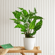 Zebra Plant (20 - 25cm) | Dubai's Lush Greens! - Greensouq - 