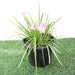 Zephyranthes Grandiflora | Pink Rain Lily | Zephyr lily 6Ltr pot - Greensouq - 