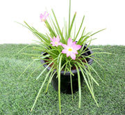 Zephyranthes Grandiflora | Pink Rain Lily | Zephyr lily 6Ltr pot - Greensouq - 