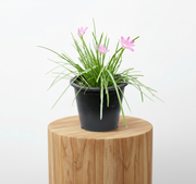 Zephyranthes Grandiflora | Pink Rain Lily | Zephyr lily 6Ltr pot - Greensouq - 