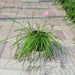 Zephyranthes Grandiflora | Pink Rain Lily | Zephyr lily 6Ltr pot - Greensouq - 