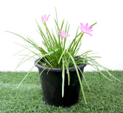 Zephyranthes Grandiflora | Pink Rain Lily | Zephyr lily 6Ltr pot - Greensouq - 