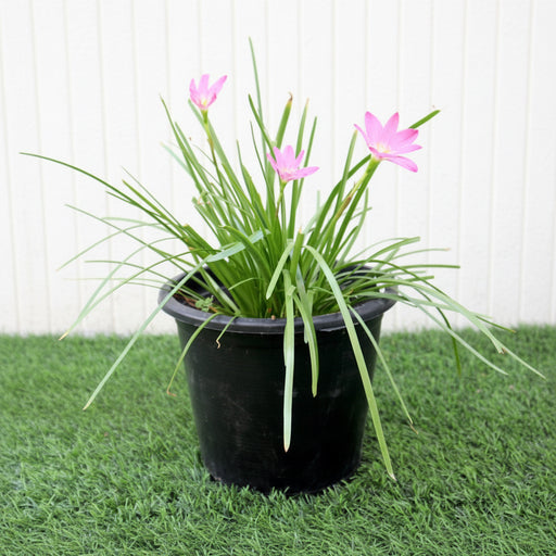Zephyranthes Grandiflora | Pink Rain Lily | Zephyr lily 6Ltr pot - Greensouq - 