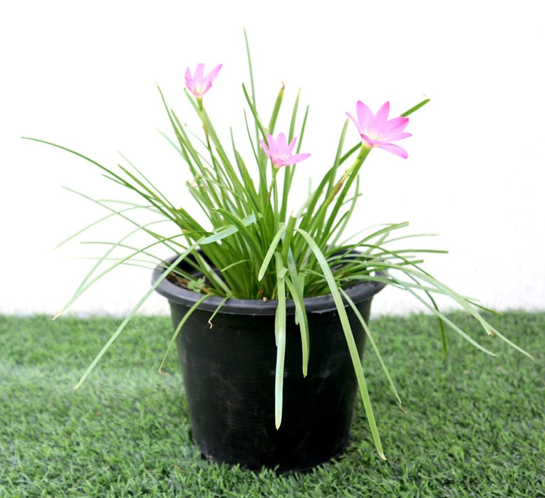 Zephyranthes Grandiflora | Pink Rain Lily | Zephyr lily 6Ltr pot - Greensouq - 