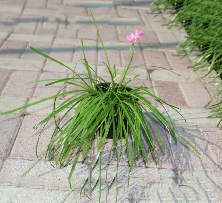 Zephyranthes grandiflora ” zephyr lily”
