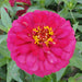 Zinnia Flowers or "Zinnia" - Greensouq - 
