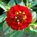 Zinnia Flowers or "Zinnia" - Greensouq - 