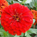 Zinnia Flowers or "Zinnia" - Greensouq - 
