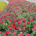 Zinnia Flowers or "Zinnia" - Greensouq - 