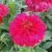 Zinnia Flowers or "Zinnia" - Greensouq - 