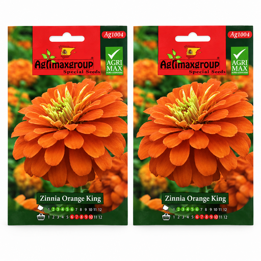 Zinnia Orange King Flower Seeds by Agrimax Spain - Greensouq - 