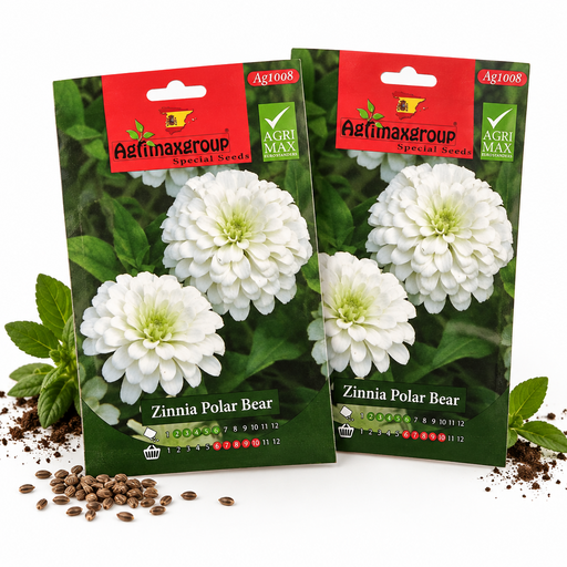 Zinnia Polar Bear Flower Seeds by Agrimax Spain - Greensouq - 