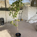 Ziziphus Jujuba Paki 1.5 - 2.0m - Greensouq - 