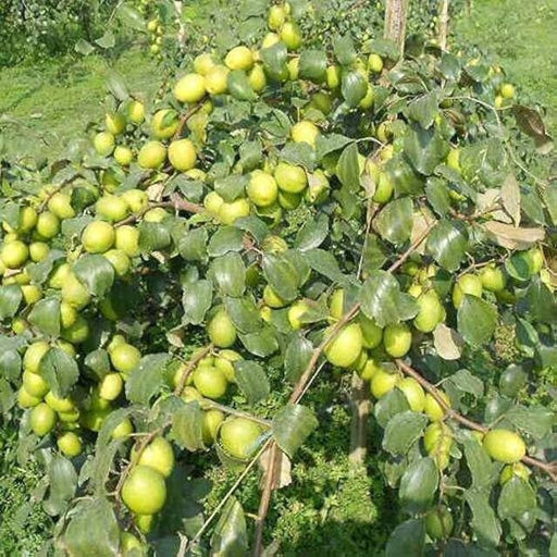 Ziziphus Jujuba Paki 1.5 - 2.0m - Greensouq - 