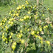 Ziziphus Jujuba Paki 1.5 - 2.0m - Greensouq - 