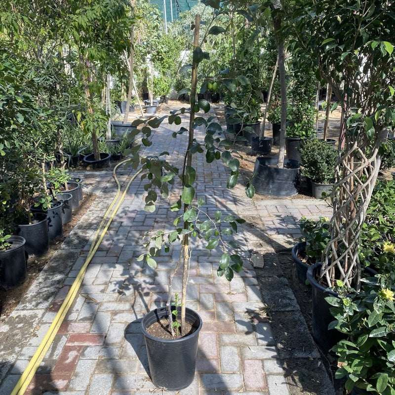 Ziziphus Jujuba Paki 1.5 - 2.0m - Greensouq - 
