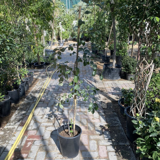 Ziziphus Jujuba Paki 1.5 - 2.0m - Greensouq - 