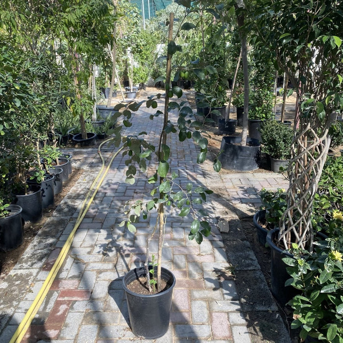 Ziziphus Jujuba Paki 1.5 - 2.0m - Greensouq - 