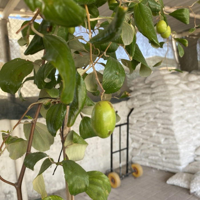 Ziziphus Jujuba Paki 1.5 - 2.0m - Greensouq - 