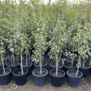 Ziziphus Jujuba - Thai Jujube Tree (1.5 - 2.0m) | Dubai's Good Greens! - Greensouq - 
