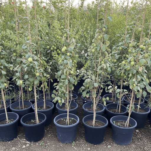 Ziziphus Jujuba - Thai Jujube Tree (1.5 - 2.0m) | Dubai's Good Greens! - Greensouq - 