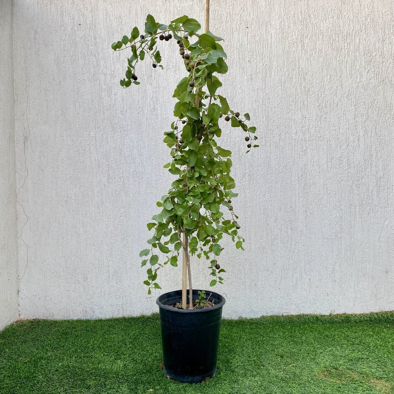 Sidr Tree شجرة سدر (No Spine) - Greensouq -