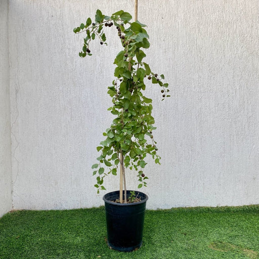 Ziziphus Milizi or Sidr Tree شجرة سدر (No Spine) - Greensouq - 