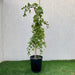 Ziziphus Milizi or Sidr Tree شجرة سدر (No Spine) - Greensouq - 