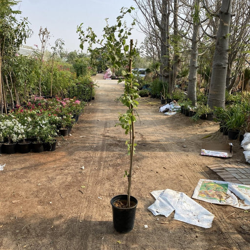 Ziziphus Spina Christi or Sidr Tree شجرة سدر - Greensouq - 